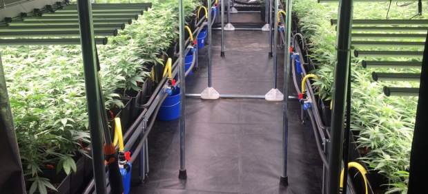 Laboratorio de marihuana