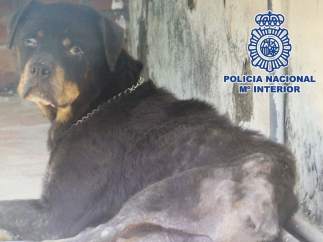 Maltrato animal