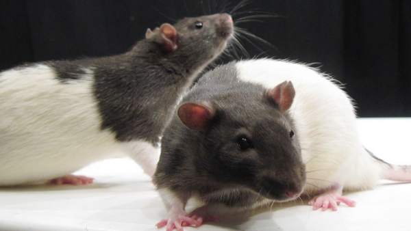 RATAS RATAS