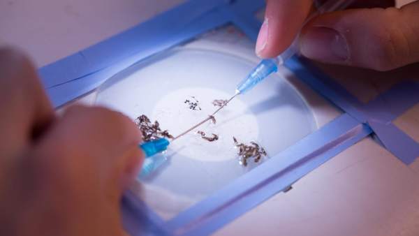 Mosquitos de la malaria