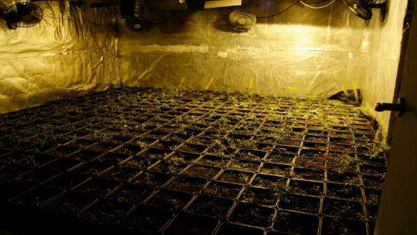 Cultivo ilegal de marihuana Cultivo ilegal de marihuana