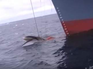 Caza de ballenas