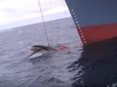 Caza de ballenas