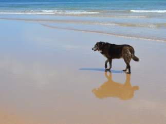 Perro