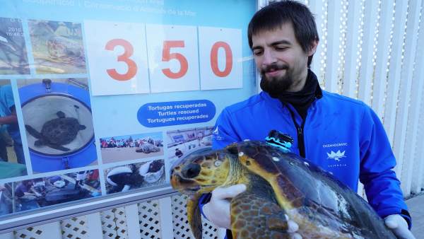 Cuatro tortugas procedentes de Vinaròs y Peñíscola se recuperan en Oceanogràfic Cuatro tortugas procedentes de Vinaròs y Peñíscola se recuperan en Oceanogràfic