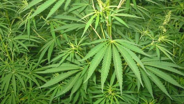 Cannabis Cannabis