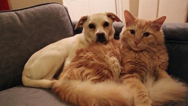 Perro y gato Perro y gato