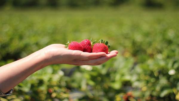 El cultivo de fresas sobre fibra de coco mejora calidad y crecimiento del fruto El cultivo de fresas sobre fibra de coco mejora calidad y crecimiento del fruto