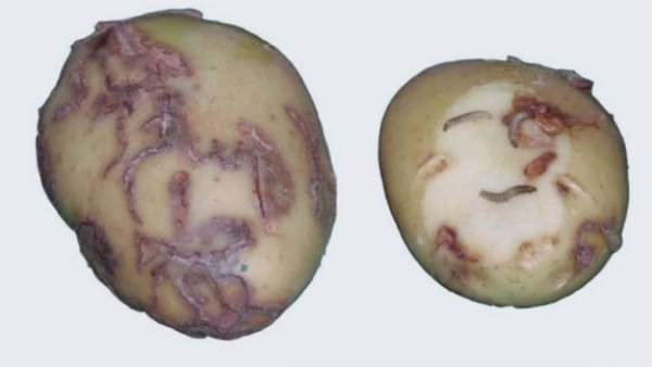Patata afectada por la polilla guatemalteca. Patata afectada por la polilla guatemalteca.