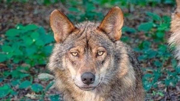 Lobo ibérico Lobo ibérico