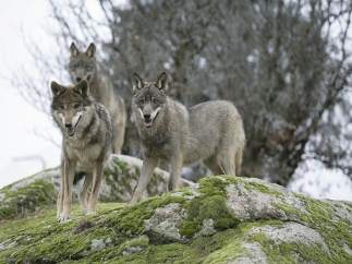 Lobo