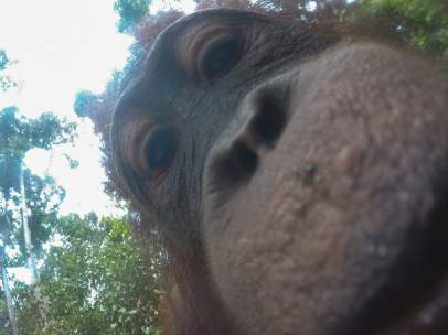 Orangután