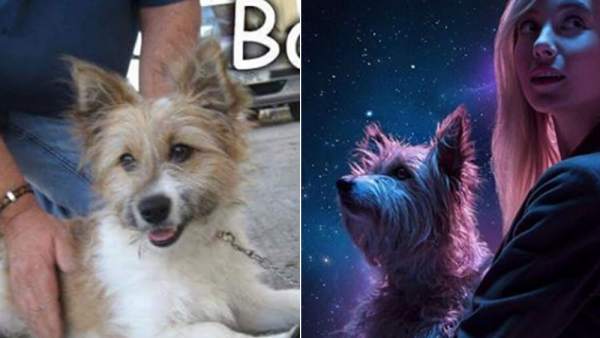 Max, el perro del anuncio de la Lotería 2017 Max, el perro del anuncio de la Lotería 2017
