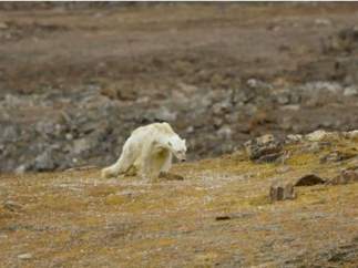 Oso polar