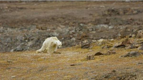 Oso polar Oso polar