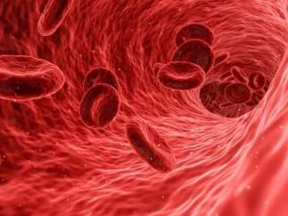Glóbulos rojos de la sangre