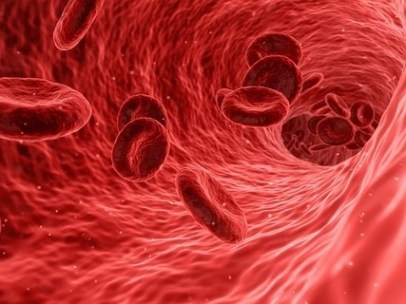 Glóbulos rojos de la sangre