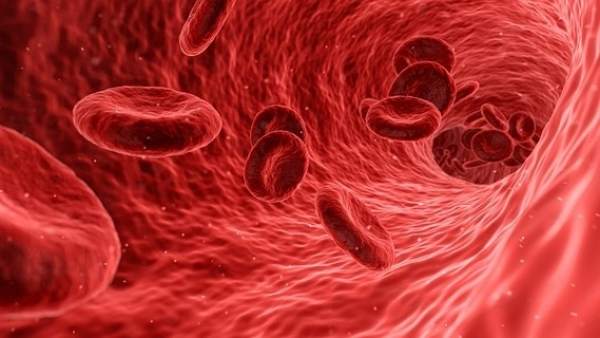 Glóbulos rojos de la sangre