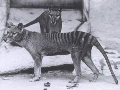 Tigre de Tasmania