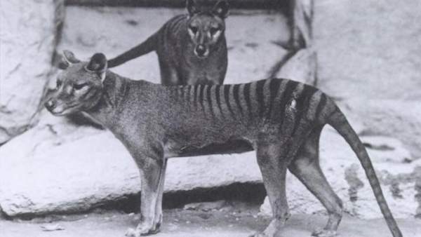 Tigre de Tasmania Tigre de Tasmania