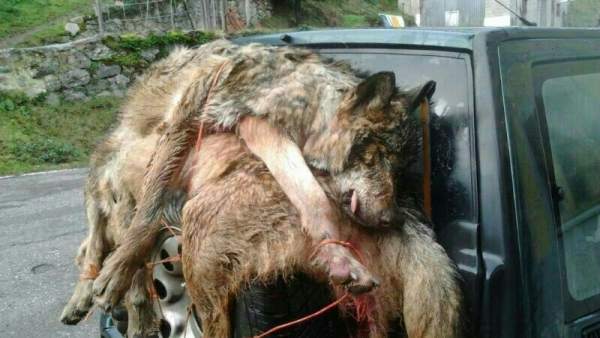 Lobos abatidos. Lobos abatidos.