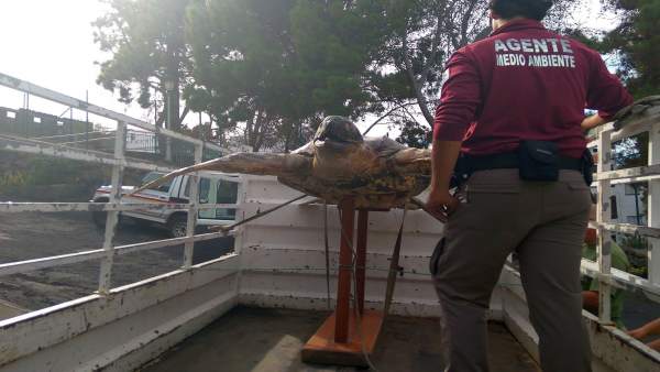 Incautación de la tortuga Incautación de la tortuga