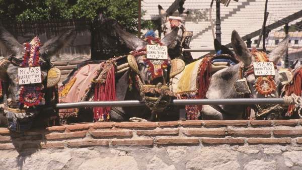 Burro taxi turismo japonés Mijas nipón viajeros autóctono málaga Burro taxi turismo japonés Mijas nipón viajeros autóctono málaga