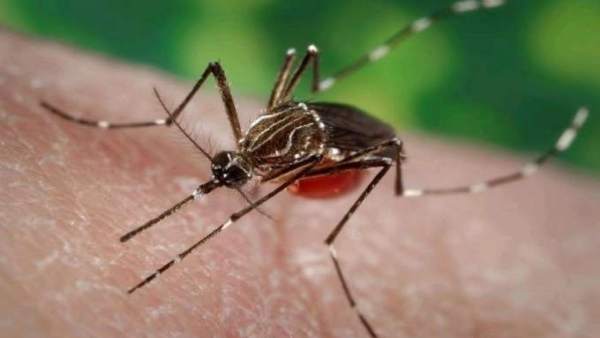 Aedes aegypti Aedes aegypti