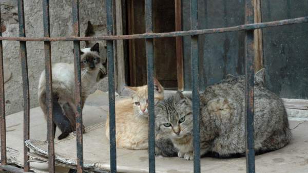 Gatos Gatos