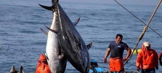 Pesca de atún en almadraba