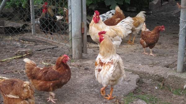 Gallinas, rural. Gallinas, rural.