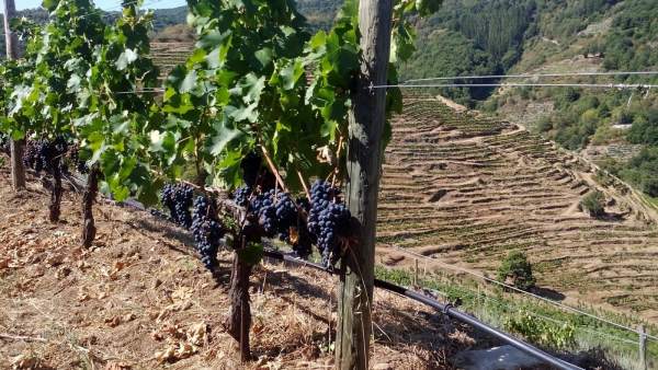Vendimia en la Ribeira Sacra Vendimia en la Ribeira Sacra