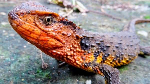 Lagarto cocodrilo Lagarto cocodrilo