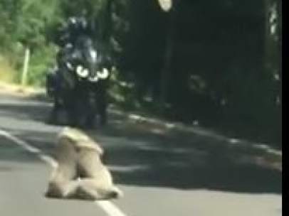 Una pelea entre dos koalas para el tráfico en una carretera.