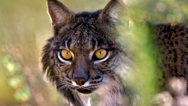 Lince Ibérico en el Parque Nacional de Doñana Lince Ibérico en el Parque Nacional de Doñana