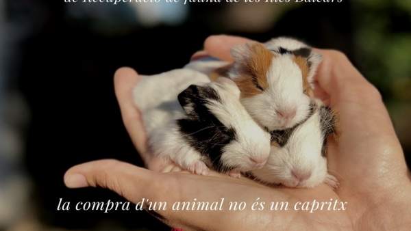 Campaña del Govern contra el abandono de animales Campaña del Govern contra el abandono de animales