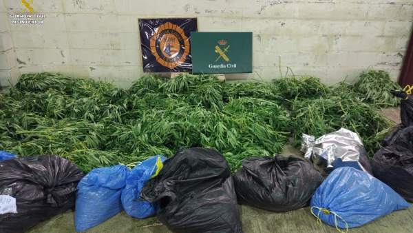 Plantación marihuana L'Escala, Girona Plantación marihuana L'Escala, Girona