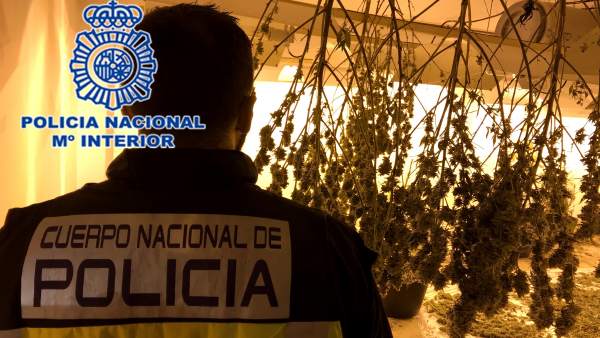 Nota De Prensa Policial: 'Desmantelada Plantación De Marihuana Cultivada En Un G Nota De Prensa Policial: 'Desmantelada Plantación De Marihuana Cultivada En Un G