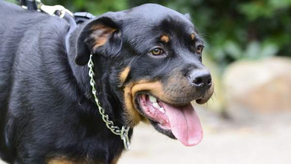 Rottweiler Rottweiler