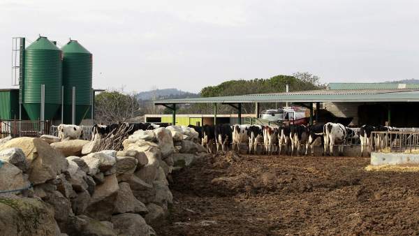 Animal comiendo, animales, vaca, vacas, pastar, pasto, ganaderos Animal comiendo, animales, vaca, vacas, pastar, pasto, ganaderos