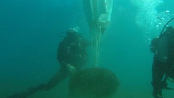 Un buceador retira uno de los 'muertos' sobre la posidonia Un buceador retira uno de los 'muertos' sobre la posidonia
