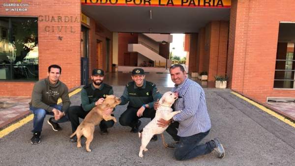 Perros recuperados Perros recuperados