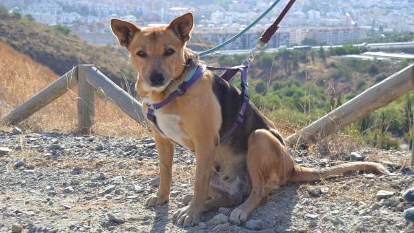 Perro en adopción protectora de animales málaga abandonado can animales Perro en adopción protectora de animales málaga abandonado can animales