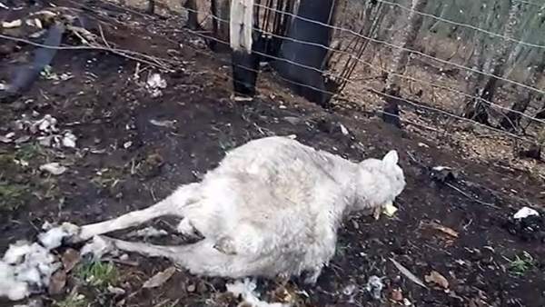 Oveja muerta por lobos Oveja muerta por lobos