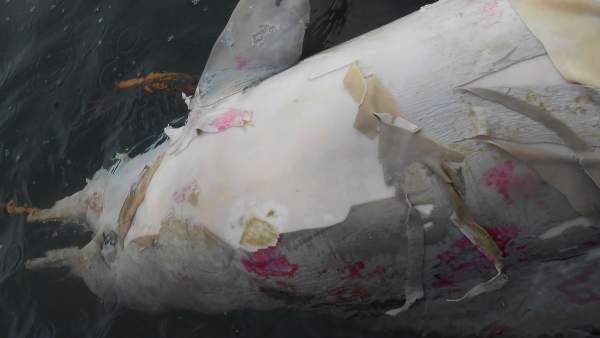 Un delfín Tucuxi muerto en aguas brasileñas Un delfín Tucuxi muerto en aguas brasileñas