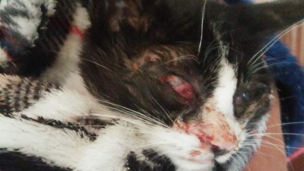 Gato que hubo que sacrificar tras recibir una paliza. Gato que hubo que sacrificar tras recibir una paliza.