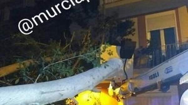 Rama ficus cae fachada edficio Murcia Rama ficus cae fachada edficio Murcia