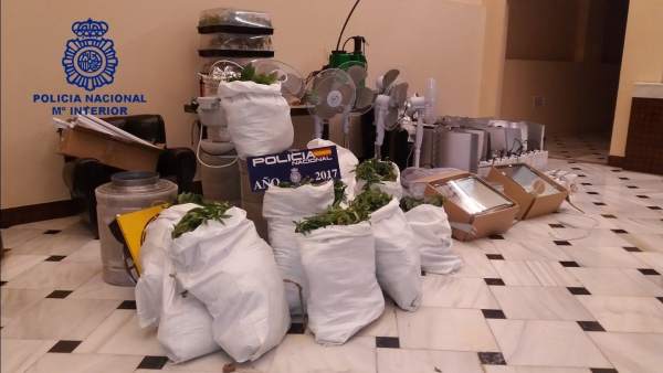 Cannabis intervenido en una plantación en Marchena Cannabis intervenido en una plantación en Marchena