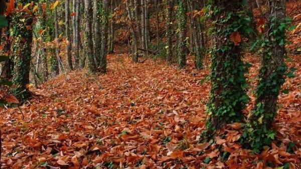 Otoño Mágico Ambroz Otoño Mágico Ambroz
