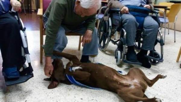 Programa de Terapia Asistida con Perros Programa de Terapia Asistida con Perros